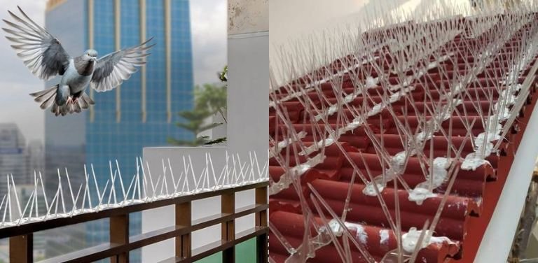 Pigeon Bird Control Spikes Installation in Hyderabad by Lasya Safety Nets & Invisible Grills