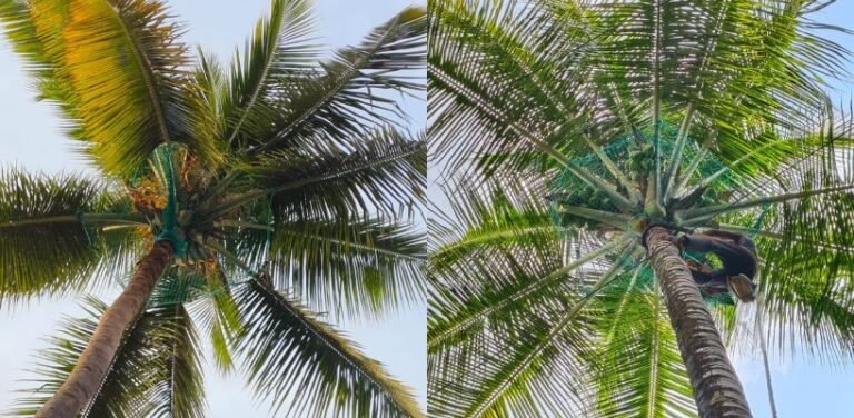 Premium Coconut Tree Safety Nets in Hyderabad installed by Lasya Safety Nets to prevent falling coconuts and enhance safety.